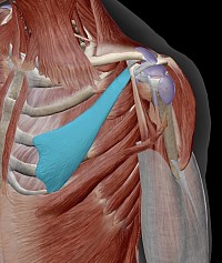 小胸筋